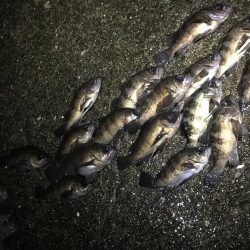 今シーズン初メバリング釣行