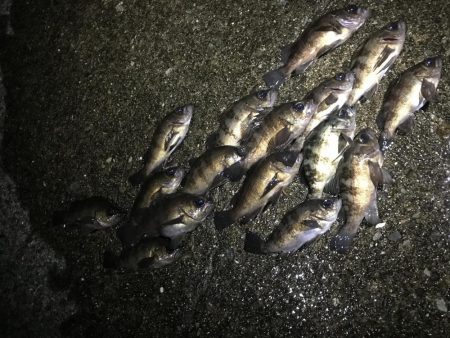 今シーズン初メバリング釣行