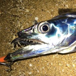 いつまで続く?イワシ荒喰いシーバスとタチウオ