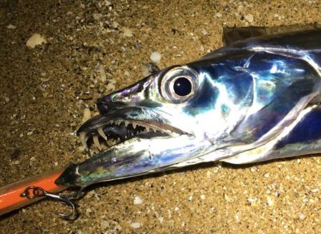 いつまで続く?イワシ荒喰いシーバスとタチウオ