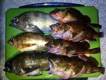 良型メバル！！