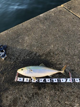 丸々したメジロ