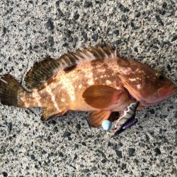 まさかのキャッチ