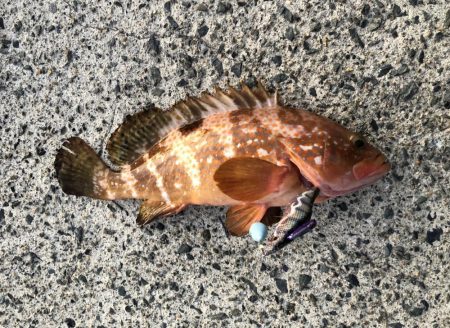 まさかのキャッチ