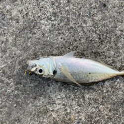 ラストフカセでアジ