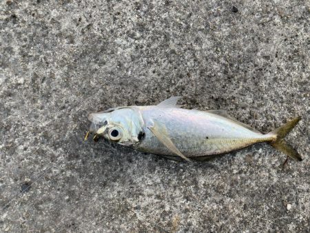 ラストフカセでアジ