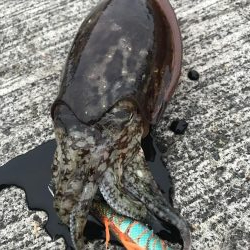 久しぶりのコウイカ