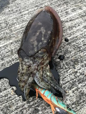 久しぶりのコウイカ