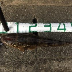 エギング不発からのフラット