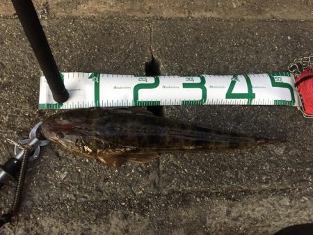 エギング不発からのフラット