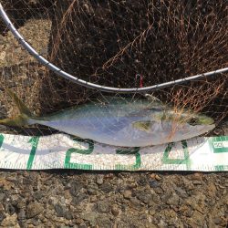 2019年は青物で締めくくり！