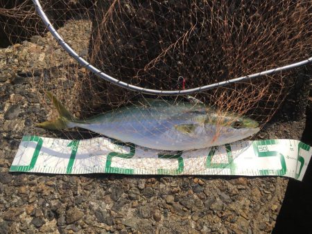 2019年は青物で締めくくり！