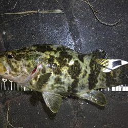 タケノコメバル!!