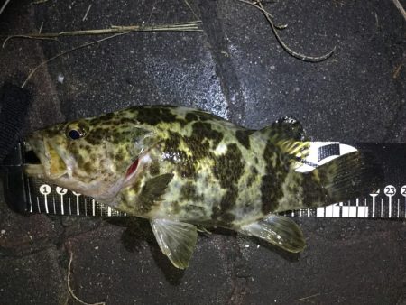 タケノコメバル!!