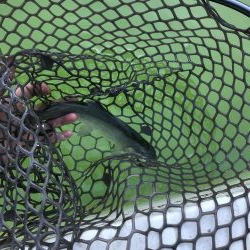 トラウト12月13日