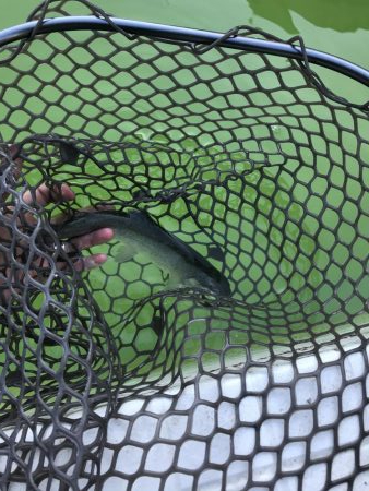 トラウト12月13日