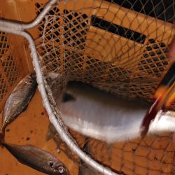 あじ喰う夜ハマチ