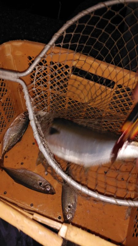 あじ喰う夜ハマチ