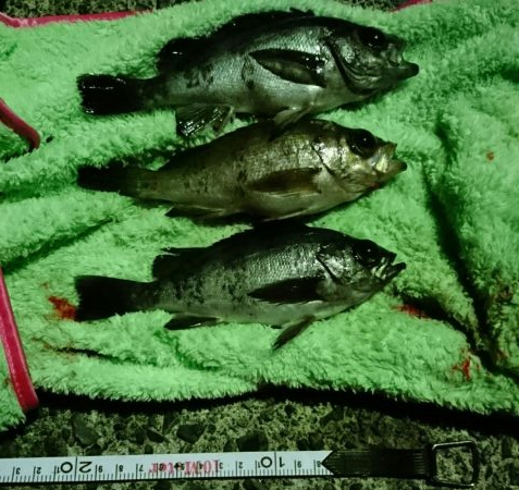 冬でも釣れますね