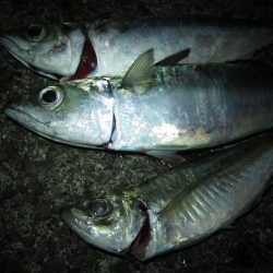 加太大波止でサバが釣れました