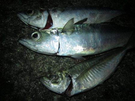 加太大波止でサバが釣れました