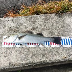 ウェーディング