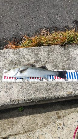 ウェーディング