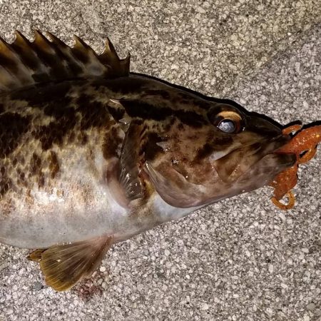 ロックフィッシュ