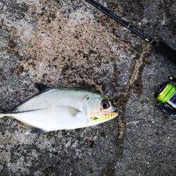 久しぶりのお出掛けでギンガメアジ