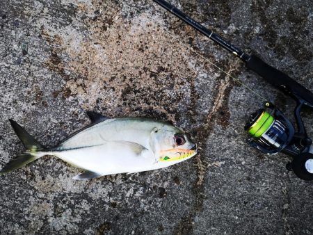 久しぶりのお出掛けでギンガメアジ