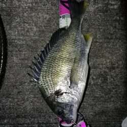 南港へち釣行 （12/05 南港ヘチ釣り キビレチヌ 43.5cm、ハゼ 釣果有り）