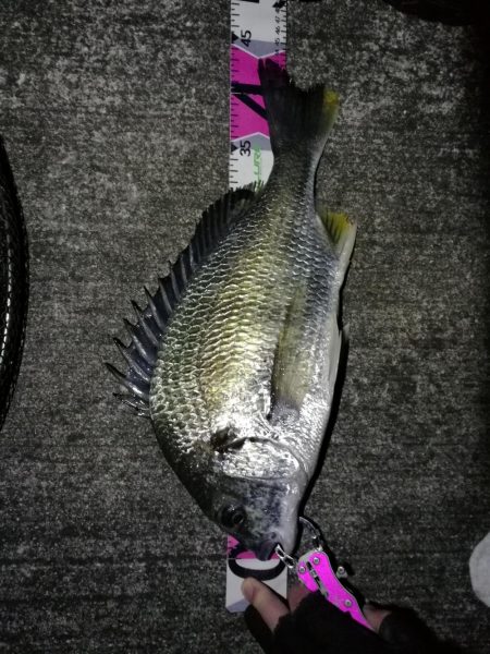 南港へち釣行 （12/05 南港ヘチ釣り …