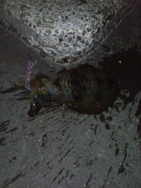 マズメにさくっと