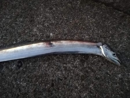 タチウオなんとか1本ゲット，しかし渋い！　…