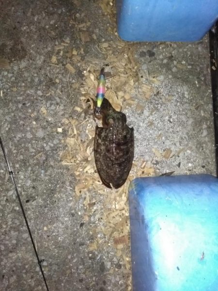 ハリイカ(スミイカ)一杯@エギング