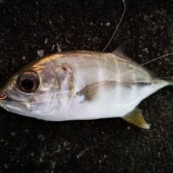 マイクロジギング釣果