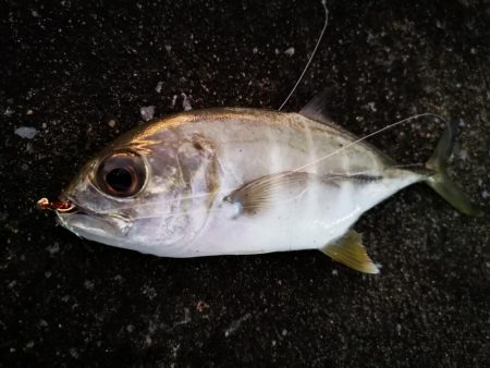 マイクロジギング釣果