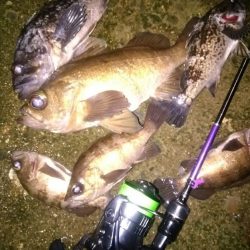 メバリングで泣き尺