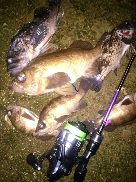 メバリングで泣き尺