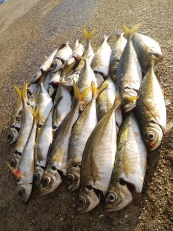 爆風キャロアジング