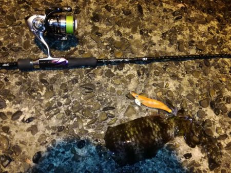 夜、微風、エギング