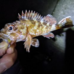 時合いにトラブル