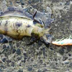 遅めの朝マヅメ