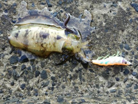 遅めの朝マヅメ