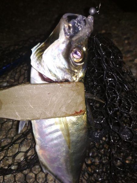 夜ハマチ泣き尺めばる