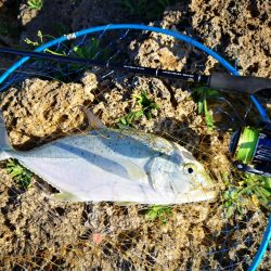 サーフエリアでカスミアジ