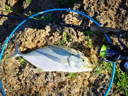 サーフエリアでカスミアジ