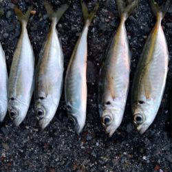 2019年最後のアジング?