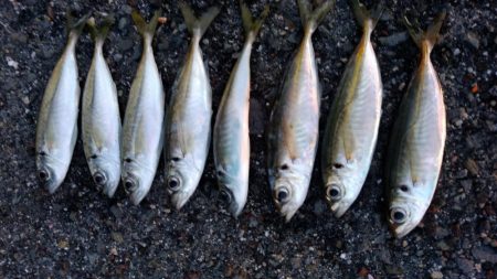 2019年最後のアジング？