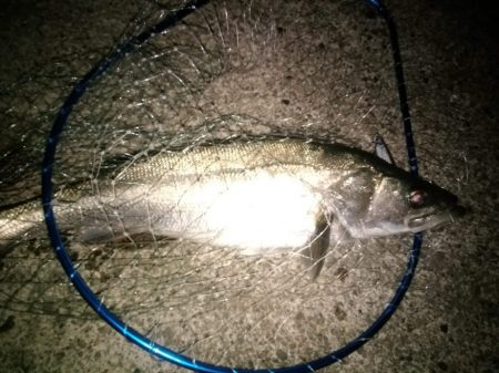 ハタハタパターン　シーバス開幕